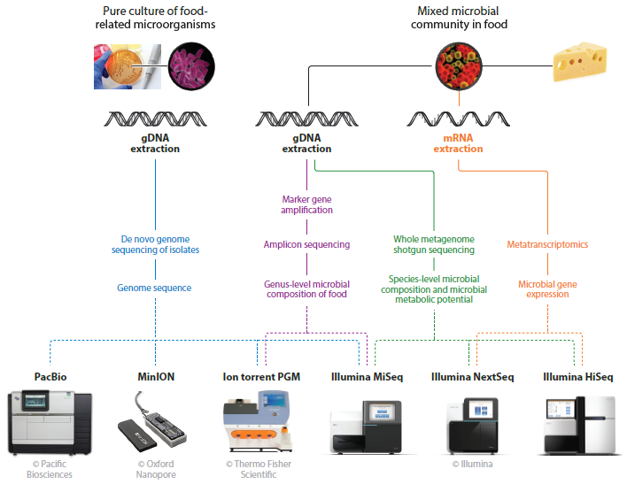 bytte rundt Ledig Sandet Next Generation Sequencing Technology in Food Microbiology –  biocontact.ihu.edu.gr